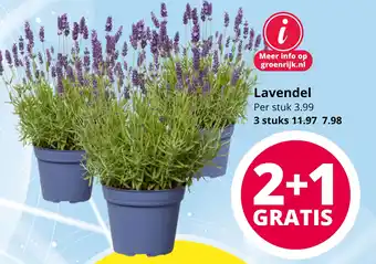 GroenRijk Lavendel aanbieding