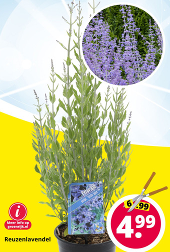 GroenRijk Reuzenlavendel aanbieding