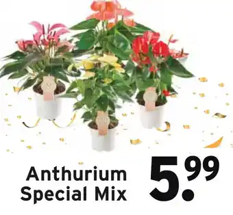 GAMMA Anthurium Special Mix aanbieding