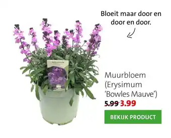 Intratuin Muurbloem (Erysimum Bowles Mauve) aanbieding