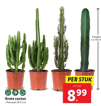 Lidl Grote cactus aanbieding