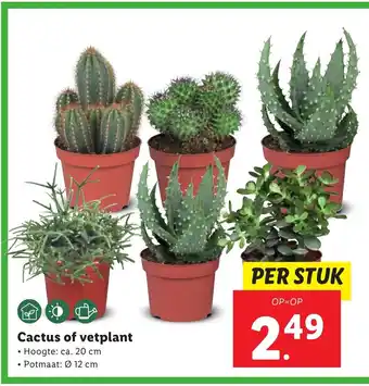 Lidl Cactus of vetplant aanbieding