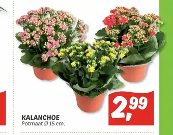 Dekamarkt Kalanchoe Potmaat 15 cm aanbieding