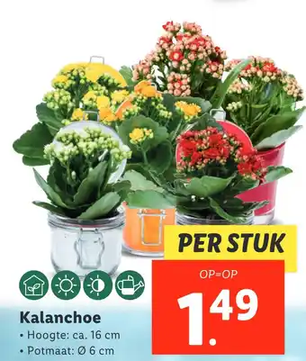 Lidl Kalanchoe aanbieding