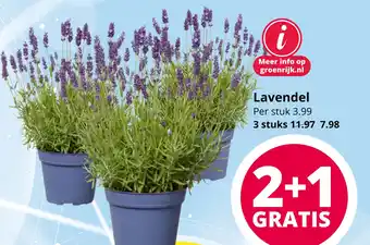 GroenRijk Lavendel aanbieding