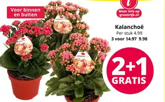 GroenRijk Kalanchoë aanbieding