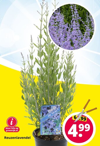 GroenRijk Reuzenlavendel aanbieding