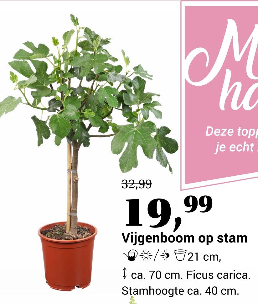 Vijgenboom op stam aanbieding bij Tuincentrum Osdorp