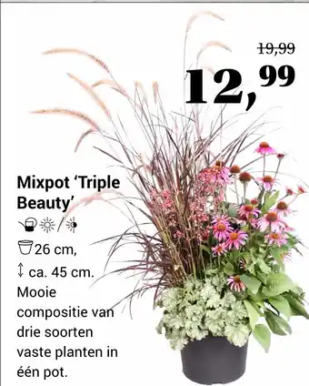 Tuincentrum Osdorp Mixpot 'triple beauty' aanbieding