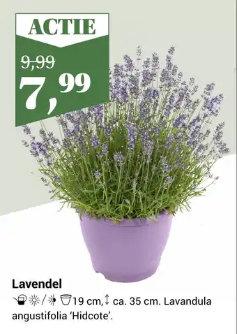 Tuincentrum Osdorp Lavendel aanbieding