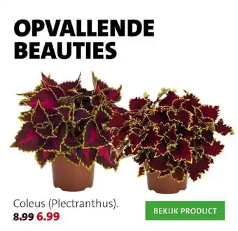 Intratuin Coleus (Plectranthus) aanbieding