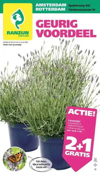 Ranzijn Lavendel lavandula angustifolia 2+1 Gratis aanbieding