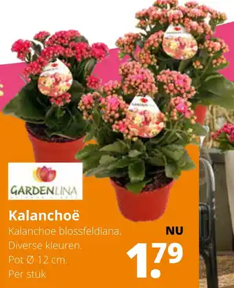 GroenRijk Kalanchoë aanbieding