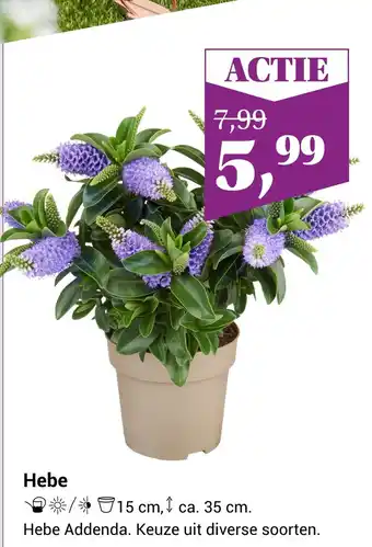 Tuincentrum de Nieuwstad Hebe aanbieding