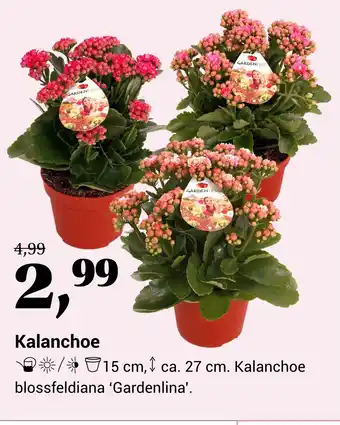 Tuincentrum de Nieuwstad Kalanchoe aanbieding