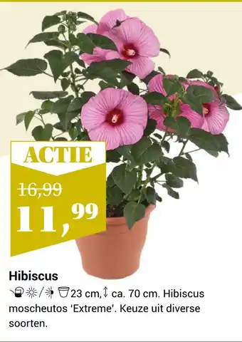 TuinWereld Hibiscus aanbieding