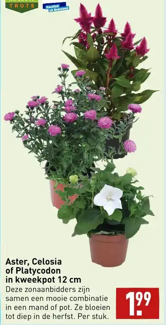 ALDI Aster, Celosia of Platycodon on Kweekpot 12 cm aanbieding