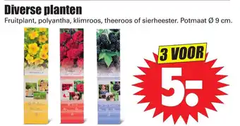 Dirk Diverse planten aanbieding