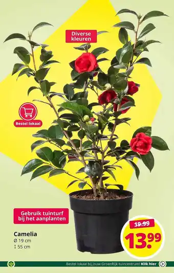 GroenRijk Camelia ø 19 Cm aanbieding