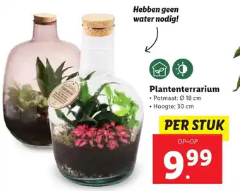 Lidl Plantenterrarium aanbieding