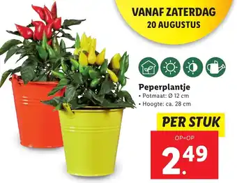 Lidl Peperplantje aanbieding