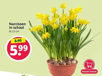 GroenRijk Narcissen In Schaal aanbieding