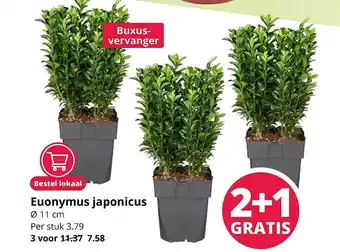 GroenRijk Euonymus Japonicus ø 11 Cm 2+1 Gratis aanbieding