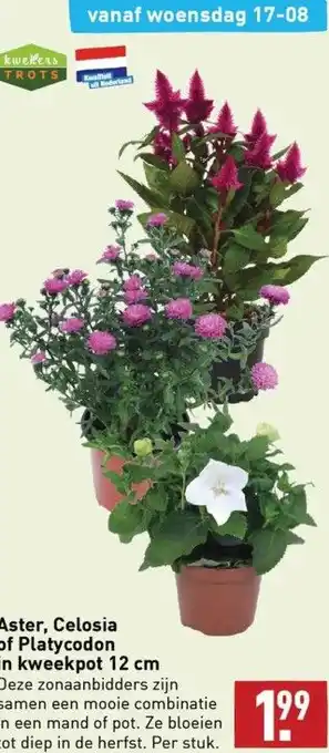 ALDI Aster, celosia of platycodon in kweekpot 12 cm aanbieding