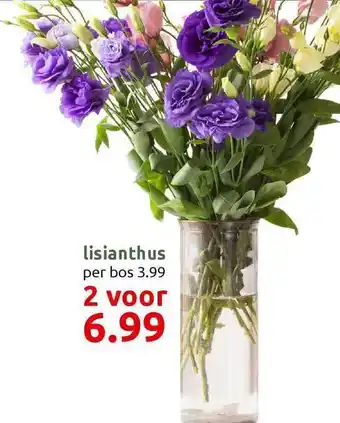 Deka Tuin Lisianthus aanbieding