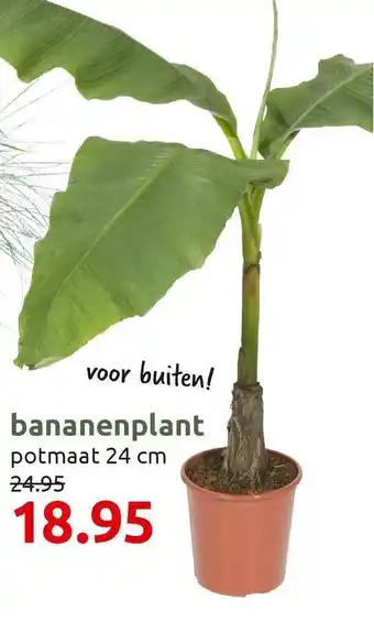 Deka Tuin Bananenplant aanbieding