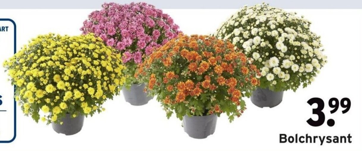 Bolchrysant aanbieding bij GAMMA