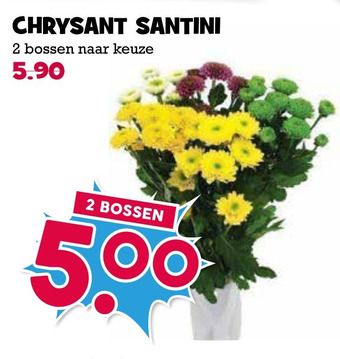 Boon`s Markt Chrysant santini aanbieding