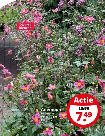 GroenRijk Anemoon anemone aanbieding