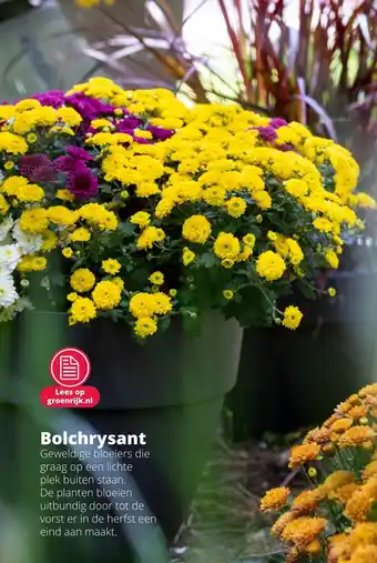 GroenRijk Bolchrysant aanbieding