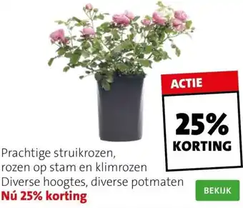 Intratuin Prachtige struikrozen aanbieding