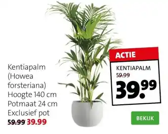 Intratuin Kentiapalm aanbieding