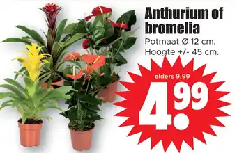 Dirk Anthurium of bromelia aanbieding