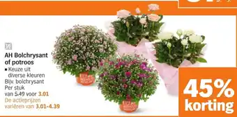 Albert Heijn Bolchrysant of potroos aanbieding