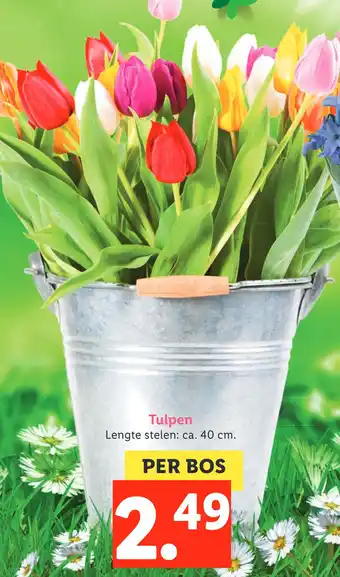 Lidl Tulpen 40cm aanbieding