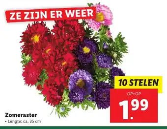 Lidl Zomeraster 35cm aanbieding