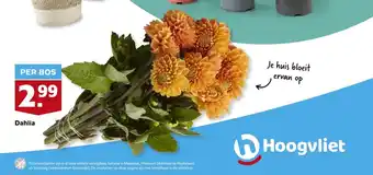 Hoogvliet Dahlia aanbieding