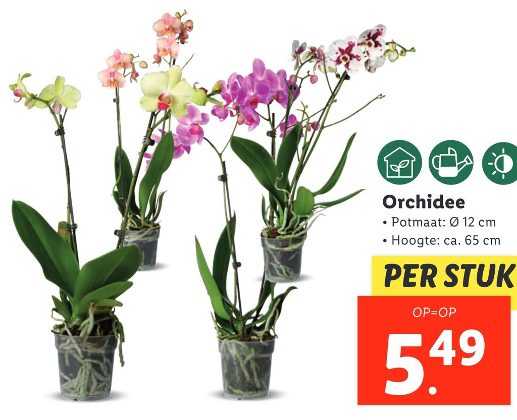Orchidee aanbieding bij Lidl