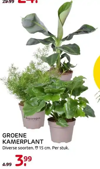 Praxis Groene kamerplant 15cm aanbieding