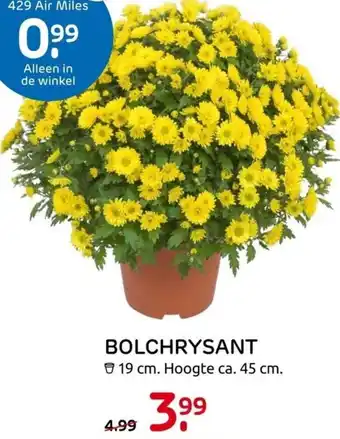 Praxis Bolchrysant 19cm aanbieding