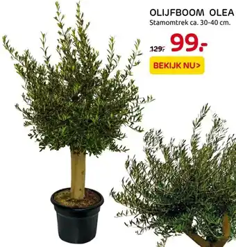 Praxis Olijfboom olea 40cm aanbieding