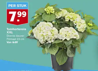 Hoogvliet Tuinhortensia xxl 23 cm aanbieding