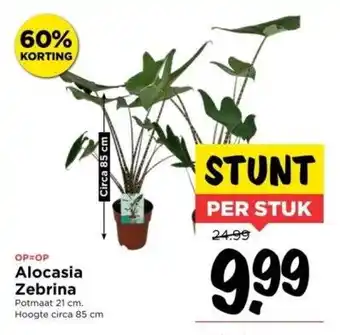 Vomar Voordeelmarkt Alocasia zebrina aanbieding