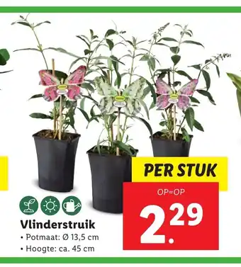 Lidl Vlinderstruik 13,5 cm, ca. 45 cm aanbieding