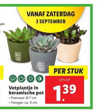 Lidl Vetplantje in keramische pot 7 cm, ca. 9 cm aanbieding