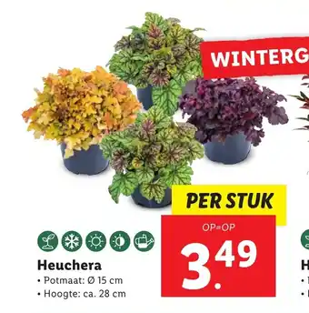 Lidl Heuchera 15 cm, ca. 28 cm aanbieding